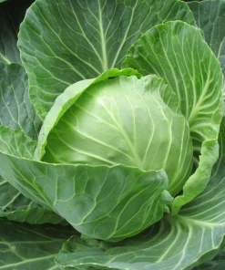 Set of 2 Cabbage Live Plants 1-4 Inch Tall - Healthy Garden Seedlings - Image 3