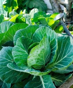 Set of 2 Cabbage Live Plants 1-4 Inch Tall - Healthy Garden Seedlings - Image 4