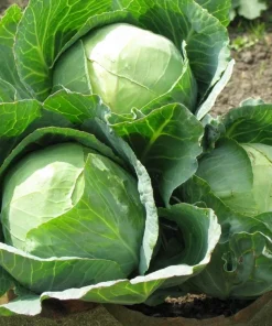Set of 2 Cabbage Live Plants 1-4 Inch Tall - Healthy Garden Seedlings - Image 5