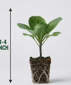 Set of 2 Cabbage Live Plants 1-4 Inch Tall - Healthy Garden Seedlings - Image 6