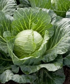 Set of 2 Cabbage Live Plants 1-4 Inch Tall - Healthy Garden Seedlings - Image 7