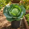 Set of 2 Cabbage Live Plants 1-4 Inch Tall - Healthy Garden Seedlings - Image 1