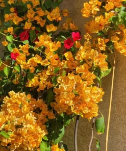 Set of 2 California Gold Bougainvillea Live Plants – Golden Yellow Flowering Vine – Fast Growing Climbing Plant - Image 2