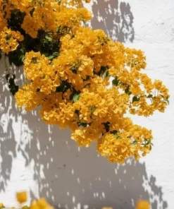 Set of 2 California Gold Bougainvillea Live Plants – Golden Yellow Flowering Vine – Fast Growing Climbing Plant - Image 3