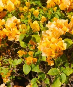 Set of 2 California Gold Bougainvillea Live Plants – Golden Yellow Flowering Vine – Fast Growing Climbing Plant - Image 4