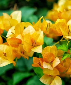 Set of 2 California Gold Bougainvillea Live Plants – Golden Yellow Flowering Vine – Fast Growing Climbing Plant - Image 5