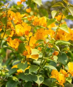 Set of 2 California Gold Bougainvillea Live Plants – Golden Yellow Flowering Vine – Fast Growing Climbing Plant - Image 6