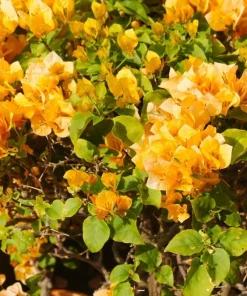 Set of 2 California Gold Bougainvillea Live Plants – Golden Yellow Flowering Vine – Fast Growing Climbing Plant - Image 7