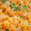Set of 2 California Gold Bougainvillea Live Plants – Golden Yellow Flowering Vine – Fast Growing Climbing Plant - Image 1