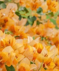 Set of 2 California Gold Bougainvillea Live Plants – Golden Yellow Flowering Vine – Fast Growing Climbing Plant - Image 1