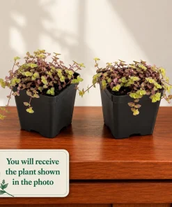 Set of 2 Callisia Live Plants - Pink Lady Turtle Vine, 5-8 Inch Tall, 4 Inch Pot, Indoor Houseplant - Image 2