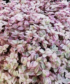 Set of 2 Callisia Live Plants - Pink Lady Turtle Vine, 5-8 Inch Tall, 4 Inch Pot, Indoor Houseplant - Image 3