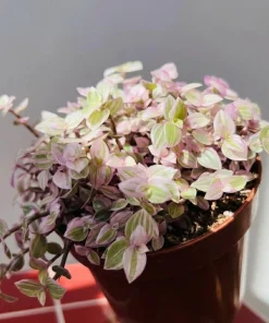 Set of 2 Callisia Live Plants - Pink Lady Turtle Vine, 5-8 Inch Tall, 4 Inch Pot, Indoor Houseplant - Image 4