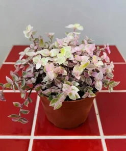 Set of 2 Callisia Live Plants - Pink Lady Turtle Vine, 5-8 Inch Tall, 4 Inch Pot, Indoor Houseplant - Image 5