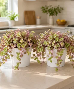 Set of 2 Callisia Live Plants - Pink Lady Turtle Vine, 5-8 Inch Tall, 4 Inch Pot, Indoor Houseplant - Image 1