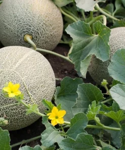 Set of 2 Cantaloupe Live Plants - 3-5 Inch Tall Sweet Melon Starters in 4 Inch Pot - Image 2