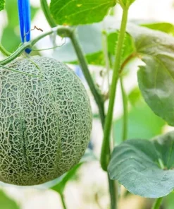 Set of 2 Cantaloupe Live Plants - 3-5 Inch Tall Sweet Melon Starters in 4 Inch Pot - Image 3