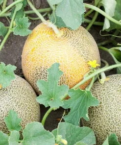 Set of 2 Cantaloupe Live Plants - 3-5 Inch Tall Sweet Melon Starters in 4 Inch Pot - Image 5