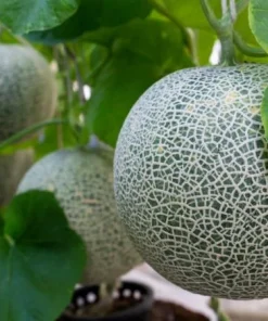 Set of 2 Cantaloupe Live Plants - 3-5 Inch Tall Sweet Melon Starters in 4 Inch Pot - Image 6