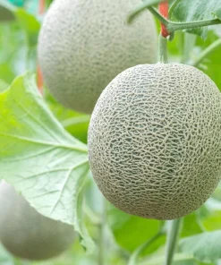 Set of 2 Cantaloupe Live Plants - 3-5 Inch Tall Sweet Melon Starters in 4 Inch Pot - Image 7
