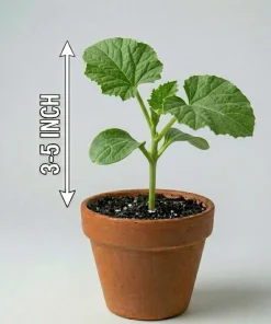 Set of 2 Cantaloupe Live Plants - 3-5 Inch Tall Sweet Melon Starters in 4 Inch Pot - Image 9