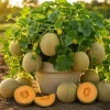 Set of 2 Cantaloupe Live Plants - 3-5 Inch Tall Sweet Melon Starters in 4 Inch Pot - Image 1