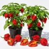 Set of 2 Carolina Reaper Live Pepper Plants - 4-6 Inch Tall, Hot Chili Peppers - Image 1