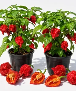 Set of 2 Carolina Reaper Live Pepper Plants - 4-6 Inch Tall, Hot Chili Peppers - Image 1