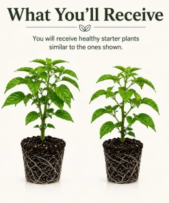 Set of 2 Carolina Reaper Live Pepper Plants - 4-6 Inch Tall, Hot Chili Peppers - Image 2