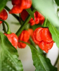 Set of 2 Carolina Reaper Live Pepper Plants - Red Chili, 4-6 Inch Tall, Outdoor - Image 2