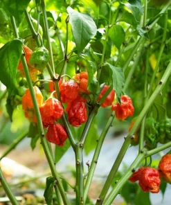 Set of 2 Carolina Reaper Live Pepper Plants - Red Chili, 4-6 Inch Tall, Outdoor - Image 3