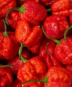 Set of 2 Carolina Reaper Live Pepper Plants - Red Chili, 4-6 Inch Tall, Outdoor - Image 4
