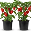 Set of 2 Carolina Reaper Live Pepper Plants - Red Chili, 4-6 Inch Tall, Outdoor - Image 1
