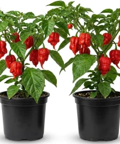 Set of 2 Carolina Reaper Live Pepper Plants - Red Chili, 4-6 Inch Tall, Outdoor - Image 1
