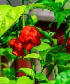 Set of 2 Carolina Reaper Pepper Plants Live for Planting, 4-6 Inch Tall, Super Hot Chili Vegetable for Outdoor Garden - Image 2