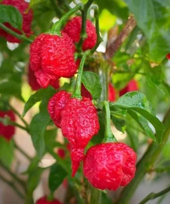 Set of 2 Carolina Reaper Pepper Plants Live for Planting, 4-6 Inch Tall, Super Hot Chili Vegetable for Outdoor Garden - Image 3