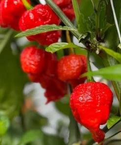 Set of 2 Carolina Reaper Pepper Plants Live for Planting, 4-6 Inch Tall, Super Hot Chili Vegetable for Outdoor Garden - Image 4