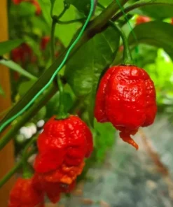 Set of 2 Carolina Reaper Pepper Plants Live for Planting, 4-6 Inch Tall, Super Hot Chili Vegetable for Outdoor Garden - Image 5