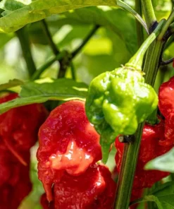 Set of 2 Carolina Reaper Pepper Plants Live for Planting, 4-6 Inch Tall, Super Hot Chili Vegetable for Outdoor Garden - Image 6