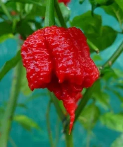 Set of 2 Carolina Reaper Pepper Plants Live for Planting, 4-6 Inch Tall, Super Hot Chili Vegetable for Outdoor Garden - Image 7