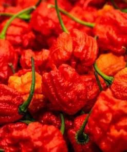 Set of 2 Carolina Reaper Pepper Plants Live for Planting, 4-6 Inch Tall, Super Hot Chili Vegetable for Outdoor Garden - Image 8