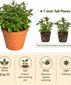 Set of 2 Chocolate Mint Live Plants – 4-7 Inches Tall – Rooted Herb Plants for Garden - Image 3