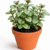 Set of 2 Chocolate Mint Live Plants – 4-7 Inches Tall – Rooted Herb Plants for Garden - Image 1