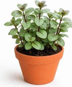 Set of 2 Chocolate Mint Live Plants – 4-7 Inches Tall – Rooted Herb Plants for Garden - Image 1