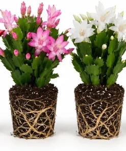 Set of 2 Christmas & Thanksgiving Cactus Live Plants, 4-8 Inch Tall, Tropical - Image 4