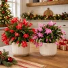Set of 2 Christmas & Thanksgiving Cactus Live Plants, 4-8 Inch Tall, Tropical - Image 1