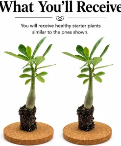 Set of 2 Desert Rose Live Plants (Adenium) - Vibrant Blooming Succulent - 5-8 Inch Tall - No Pot - Image 2