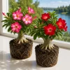 Set of 2 Desert Rose Live Plants (Adenium) - Vibrant Blooming Succulent - 5-8 Inch Tall - No Pot - Image 1