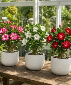 Set of 2 Desert Rose Live Plants (Adenium) - Vibrant Blooming Succulent - 5-8 Inch Tall - No Pot - Image 3