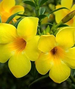 Set of 2 Dwarf Allamanda Live Plants - Golden Trumpet, 4-6 Inch Tall, Outdoor Shrub - Image 2
